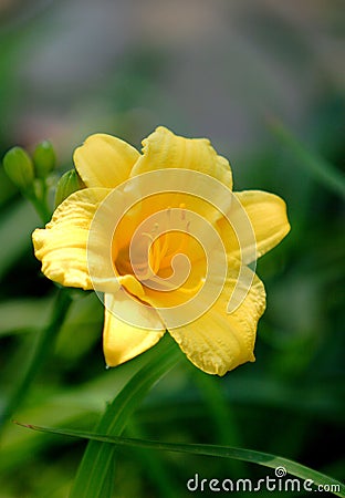 yellow flowers closeup shot Stock Photo