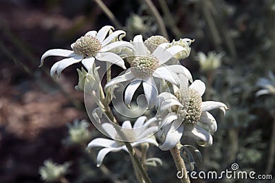 Flowers of an actinotus helianthi plant an australian wildflower Stock Photo