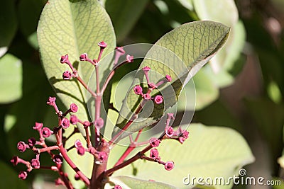 African milkbush, Euphorbia umbellata Stock Photo