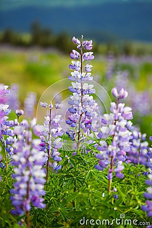 Flowers in Alaska Stock Photo