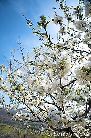 Flowers of almond tree Stock Photo