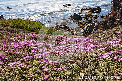 The flowers along the coast of Monterey, California Stock Photo