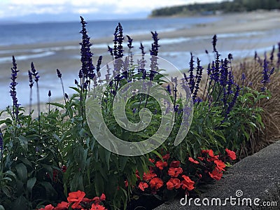 Flowers along the Qualicum Beach Boardwalk Stock Photo