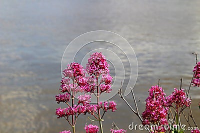 Flowers Along the River Shannon (IRE 0442 Stock Photo
