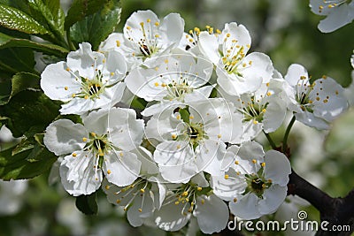 Flowers apple tree Stock Photo