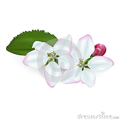 Flowers of an apple tree on a white background Vector Illustration