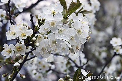 Flowers appletree Stock Photo