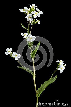 Flowers of arabis, isolated on black background Stock Photo