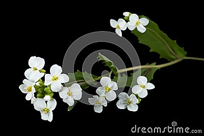 Flowers of arabis, isolated on black background Stock Photo