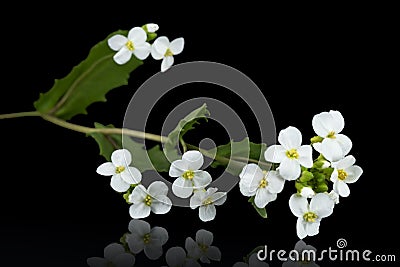 Flowers of arabis, isolated on black background Stock Photo