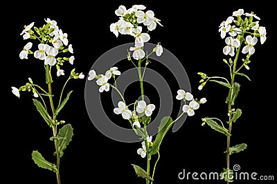 Flowers of arabis, isolated on black background Stock Photo