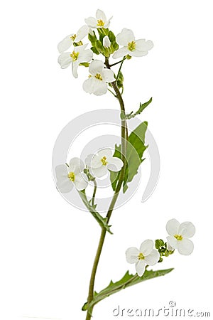 Flowers of arabis, isolated on white background Stock Photo