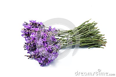 Lavender flowers on white background Stock Photo