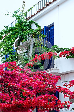 Flowers around the window Stock Photo