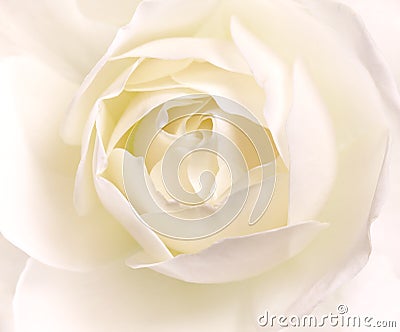 Flowers art closeup. Wedding holiday card Stock Photo