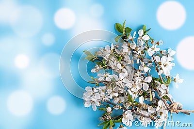 Flowers art composition with apple tree petal flowers on blue, Flat lay, copy space Stock Photo