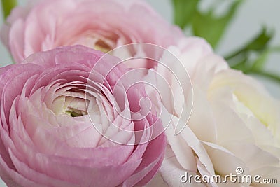 Flowers art design. Wedding holiday card Stock Photo