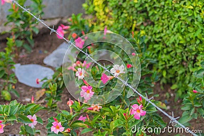 Flowers as symbol of beauty and art closed, banned, under barbed wire. Concept of dictatorship, totalitarianism Stock Photo