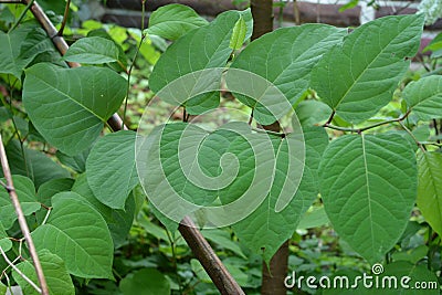 Flowers of Asian knotweed, Fallopia japonica.shoots of Japanese Knotweed, Polygonum cuspidatum, Fallopia japonica Stock Photo