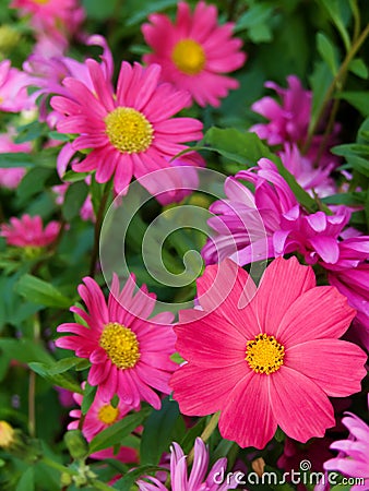 Flowers asters camomiles Stock Photo