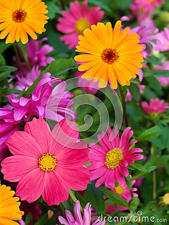 Flowers asters camomiles Stock Photo