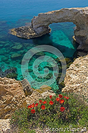 Flowers at ayia napa rock arch. Stock Photo