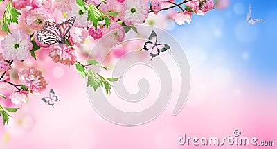 Flowers background with amazing spring sakura Stock Photo