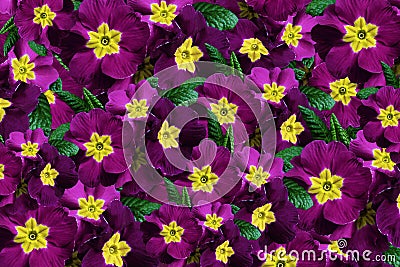 Flowers background. Flowers violet-crimson violets. Much violets with a yellow center. Stock Photo