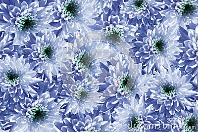 Flowers background. Flowers white-blue Chrysanthemums. Much chrysanthemums with a green center. floral collage. flowers compos Stock Photo