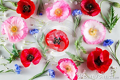 Flowers background. Red and pink poppy and blue cornflower on light green background. Stock Photo