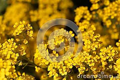 Flowers of a basket of gold, Aurinia saxatilis Stock Photo