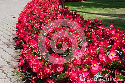 Flowers at the Bastejkalns Park Stock Photo