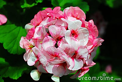 Flowers for a beautiful day of young love. Stock Photo