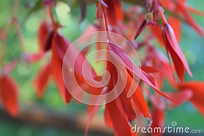 Flowers red downhead and beautiful Stock Photo