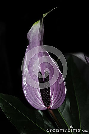 Violet laceleaf anthurium flower Stock Photo