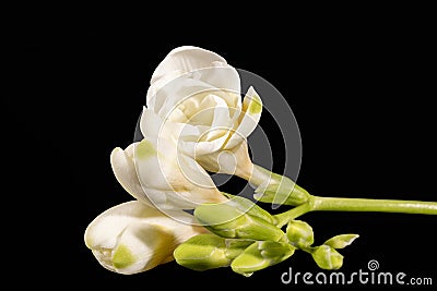 Flowers of beautiful white freesia isolated on black background, reflection Stock Photo