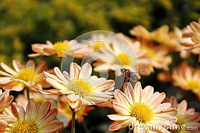 Flowers and bee Stock Photo