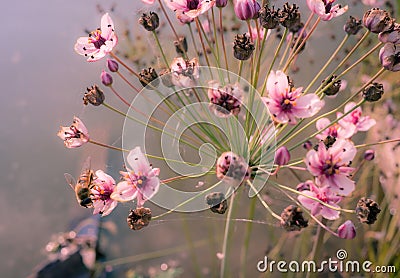 Flowers with bee and water Stock Photo