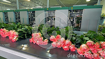 Flowers Being Sorted At Flower Factory. Stock Video - Video Of Rose,  Delivery: 97194975