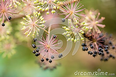 Flowers and berries of spikenard, Aralia cordata Stock Photo