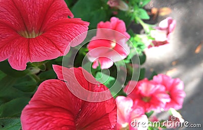 Flowers beutiful background Stock Photo