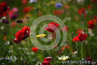 Flowers at the Biblioteca degli Alberi, Milan, Italy Stock Photo