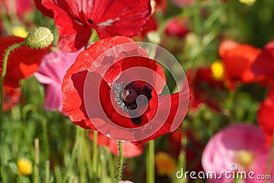 Flowers at the Biblioteca degli Alberi, Milan, Italy Stock Photo