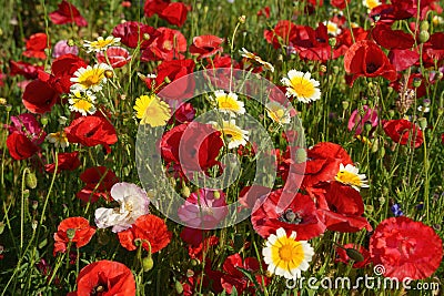 Flowers at the Biblioteca degli Alberi, Milan, Italy Stock Photo