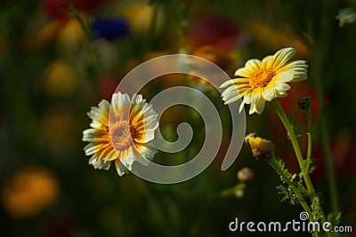 Flowers at the Biblioteca degli Alberi, Milan, Italy Stock Photo