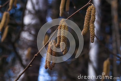 Flowers of birch on little birch branchlet Stock Photo