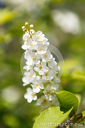 Flowers of bird cherry on a sunny spring day Stock Photo