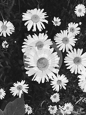 Flowers black and white Stock Photo