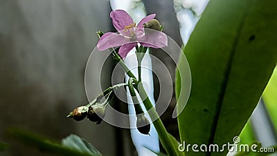 flowers bloom in the garden, called talinum flowers, ginseng type, light pink, light purple, growing in the yard, beautiful Stock Photo