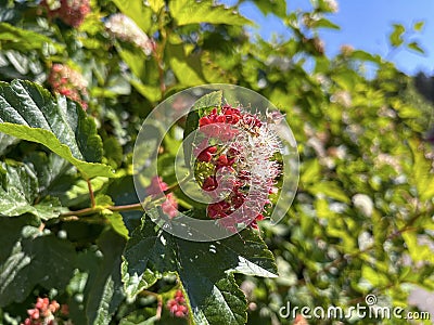 flowers bloom and seeds ripen on an ornamental shrub on the street of the city Stock Photo